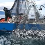 Navy intercepts 2 Indians, 12 others for illegal fishing