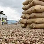 Cashew farmers in Kogi lament over multiple taxation, urge Gov Ododo to intervene